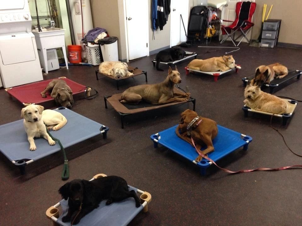 Well-trained dogs relaxing