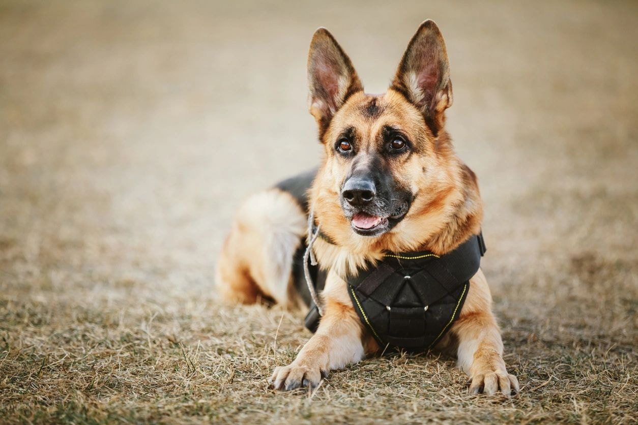 Wenger's dog training session