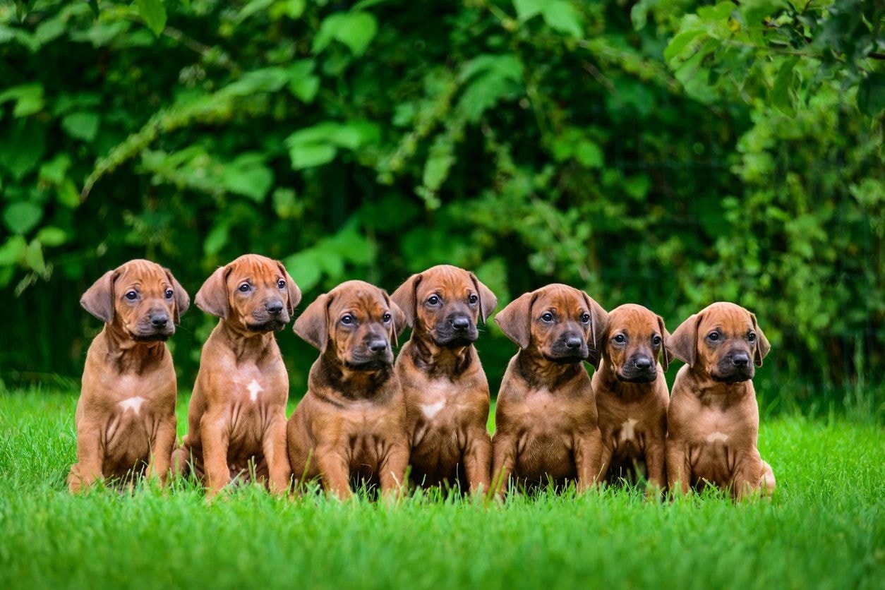 Wenger's dog training at work