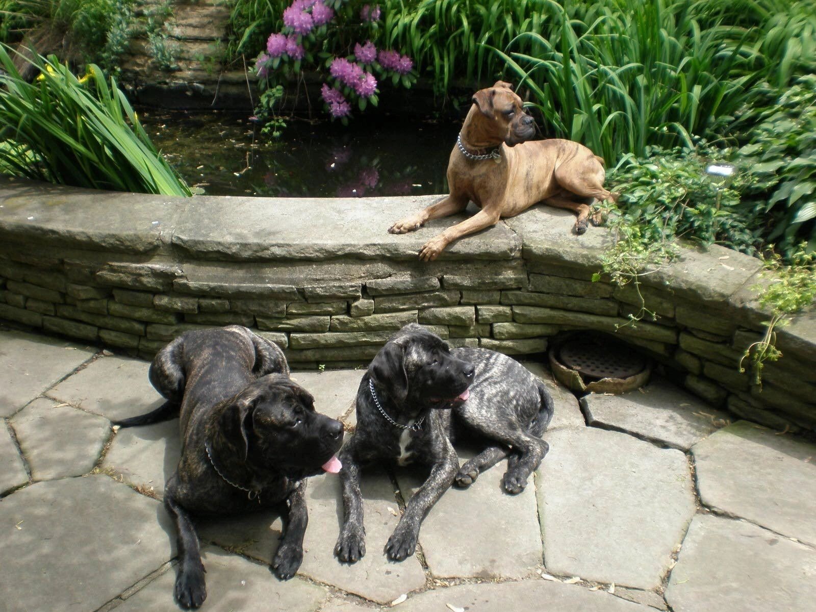 Rory Pond — one of Wenger's dogs